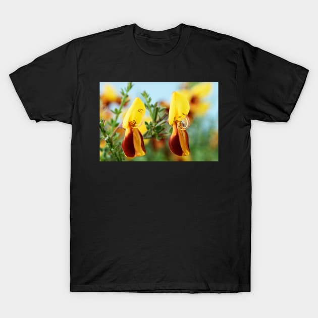 Cytisus scoparius f. andreanus  Broom T-Shirt by chrisburrows